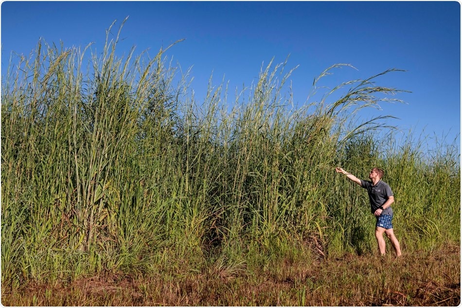 Machine-learning approach helps to detect invasive gamba grass from satellite imagery