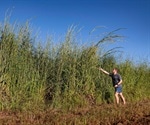 Machine-learning approach helps to detect invasive gamba grass from satellite imagery