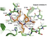 Study may help develop new antiviral drugs against COVID-19