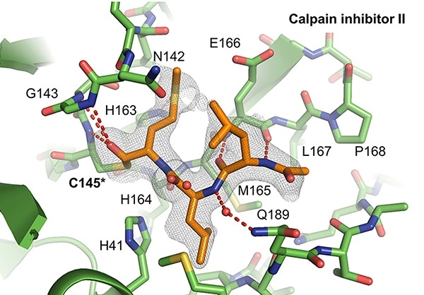 Study may help develop new antiviral drugs against COVID-19