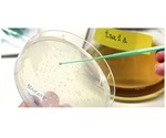 Low levels of hydrogen peroxide can slow down cell aging