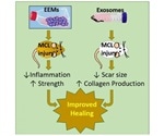 Researchers identify a new solution for treating ligament injuries