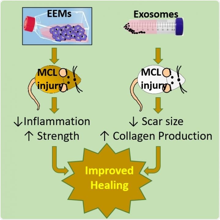 Researchers identify a new solution for treating ligament injuries
