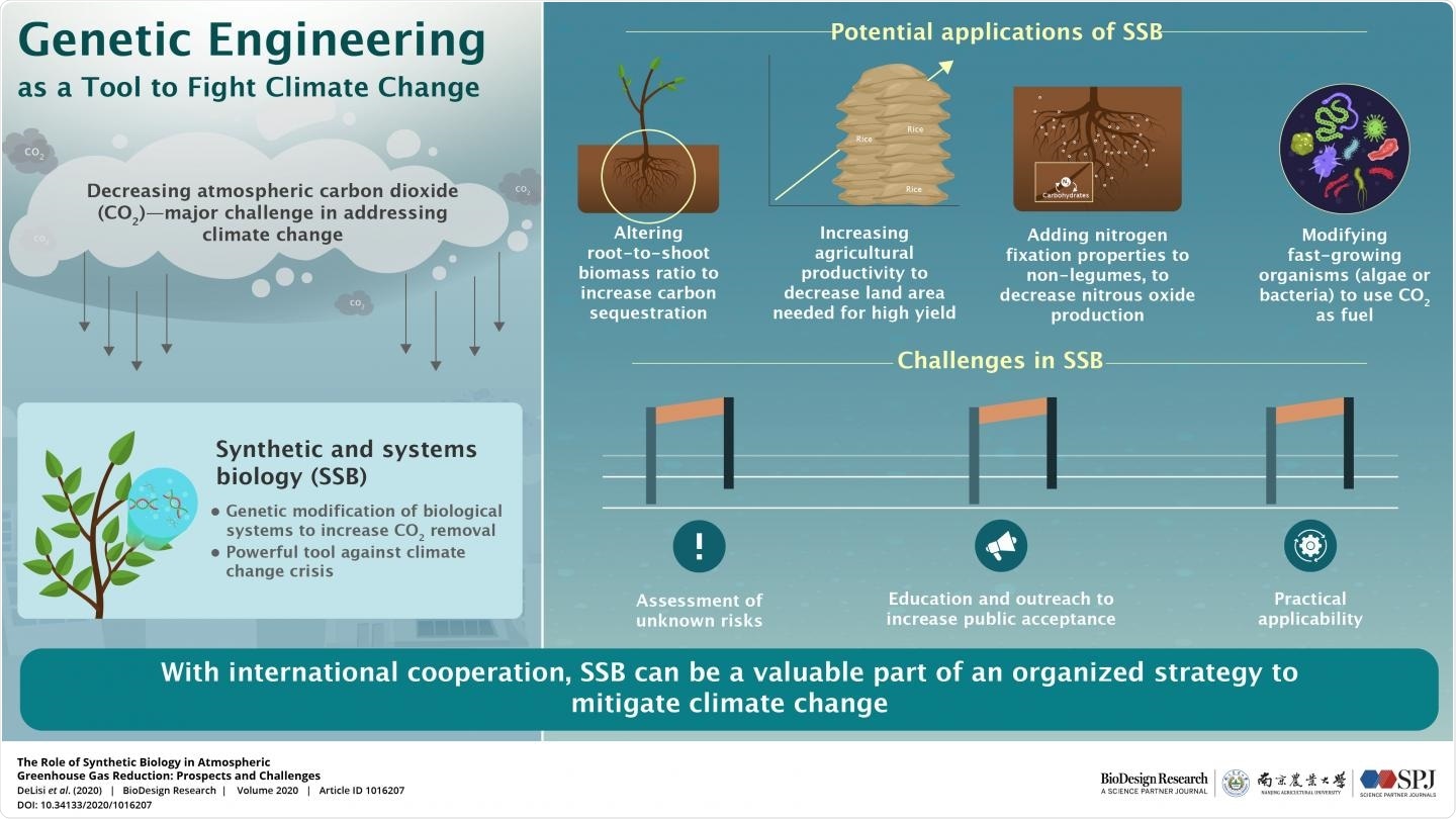 Study shows genetically engineered organisms can help mitigate atmospheric carbon