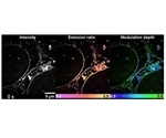 Researchers use new technique to visualize the world of lipid dynamics