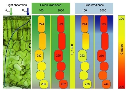 Researcher creates “leaf profile” of components involved in CO2 journey