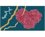 Several hepatitis C drugs can inhibit the SARS-CoV-2 main protease
