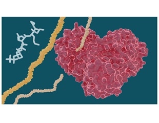 Several hepatitis C drugs can inhibit the SARS-CoV-2 main protease