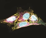 Genetic disposition may play a key role in the human immune system