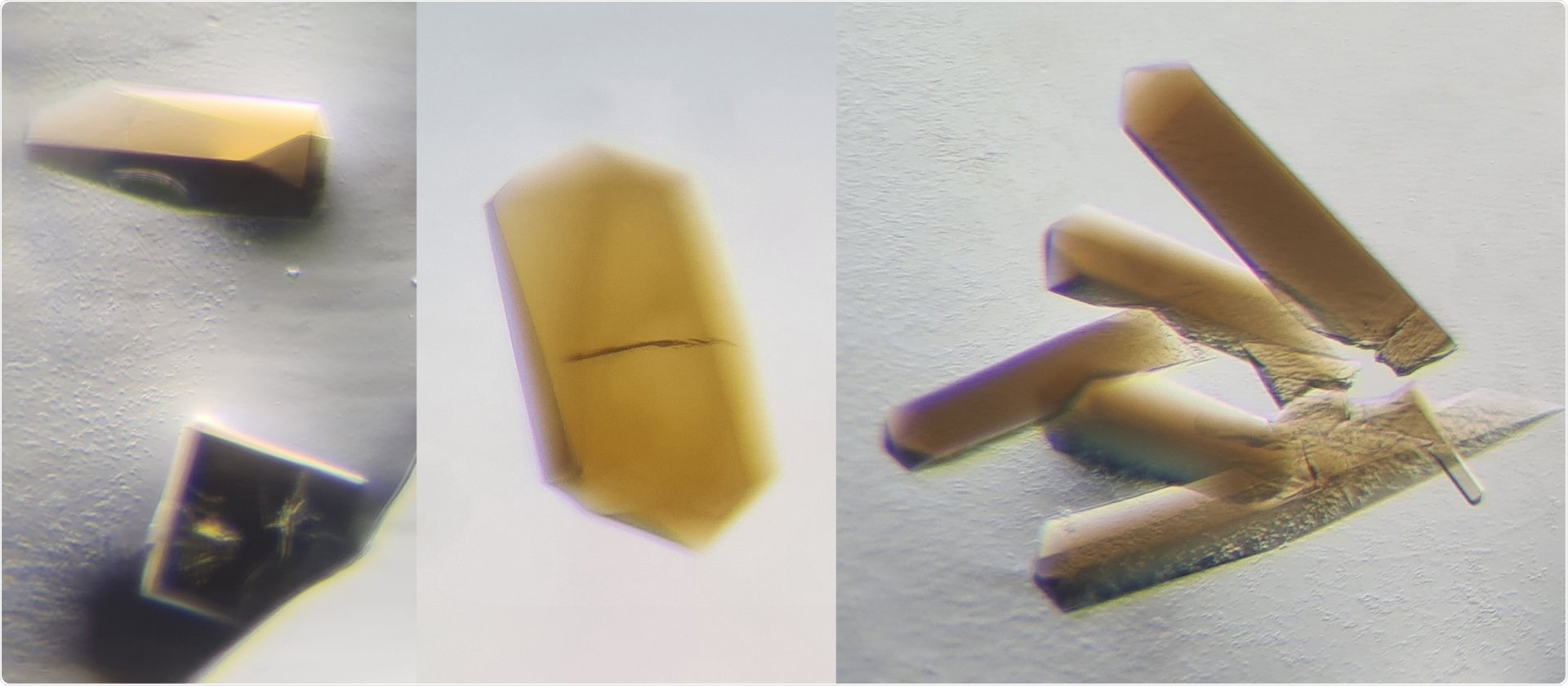 Clostridium bacteria can help convert waste gas into valuable compounds