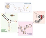 Scientists identify potential targets against coronavirus