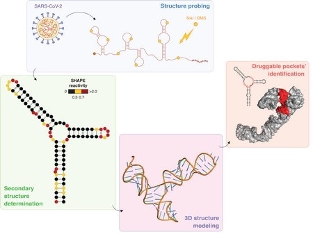 Scientists identify potential targets against coronavirus