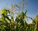 Gene bank materials can be used to improve climate traits in plants