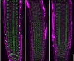Architecture of cell nucleus can change gene activity in plants