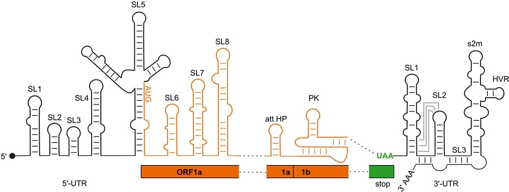 Study reveals genomic structures that allow SARS-CoV2 virus to control the infection process