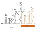 Study reveals genomic structures that allow SARS-CoV-2 virus to control the infection process
