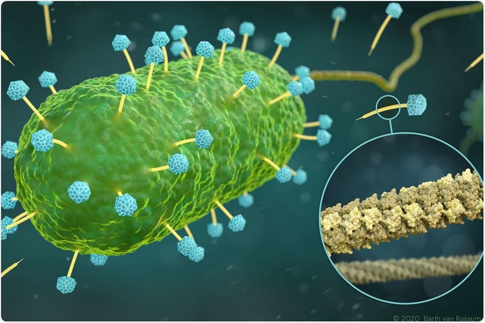 Study reveals 3D structure of crucial phage component in atomic resolution