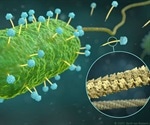Study reveals 3D structure of crucial phage component in atomic resolution