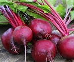 Beetroot peptide may help treat inflammatory, neurodegenerative diseases