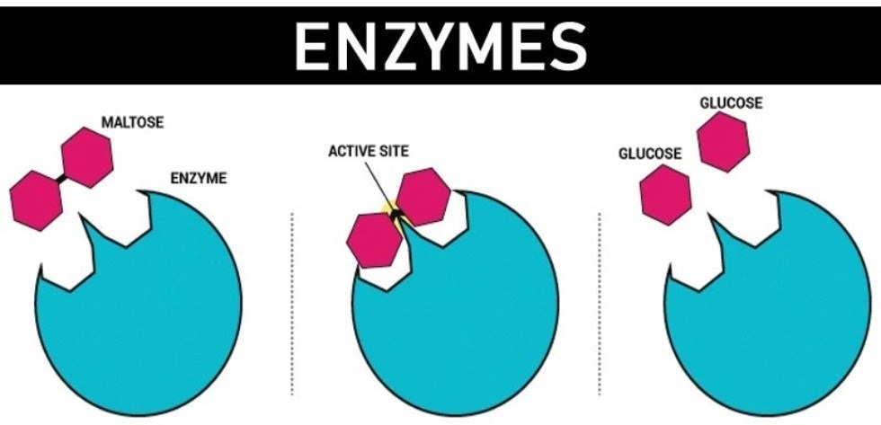 Different microbial enzymes show promise for practical application