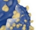 Measurement of Cancer Biomarker Enrichment in Exosomes