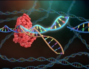 Dietary induction of hepatocyte regeneration could help enhance gene repair in the liver