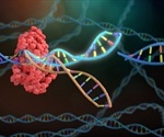 Dietary induction of hepatocyte regeneration could help enhance gene repair in the liver