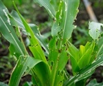 How do Crops Get Lost to Pests?