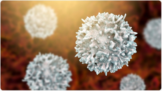 B or T cell B or T cell