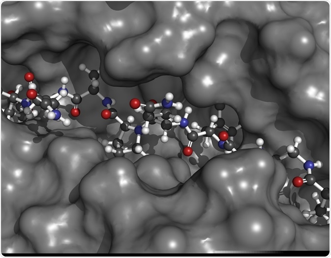 MHC II immune system protein MHC II immune system protein