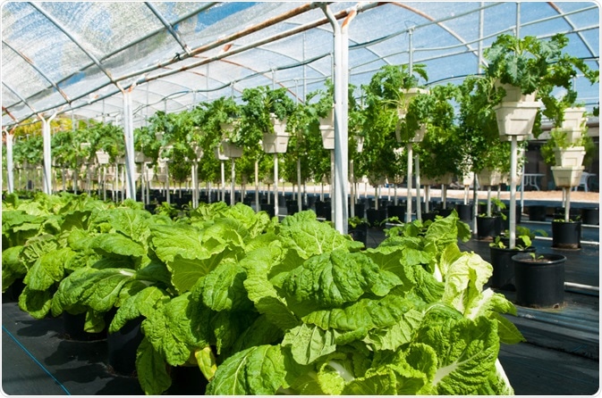 Hydroponic Farming Hydroponic Farming