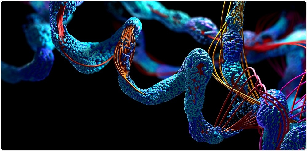 Amino Acid Chain Amino Acid Chain