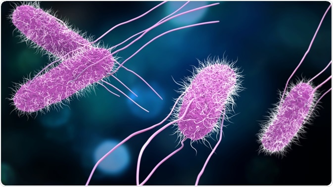 Salmonella Bacteria Salmonella Bacteria