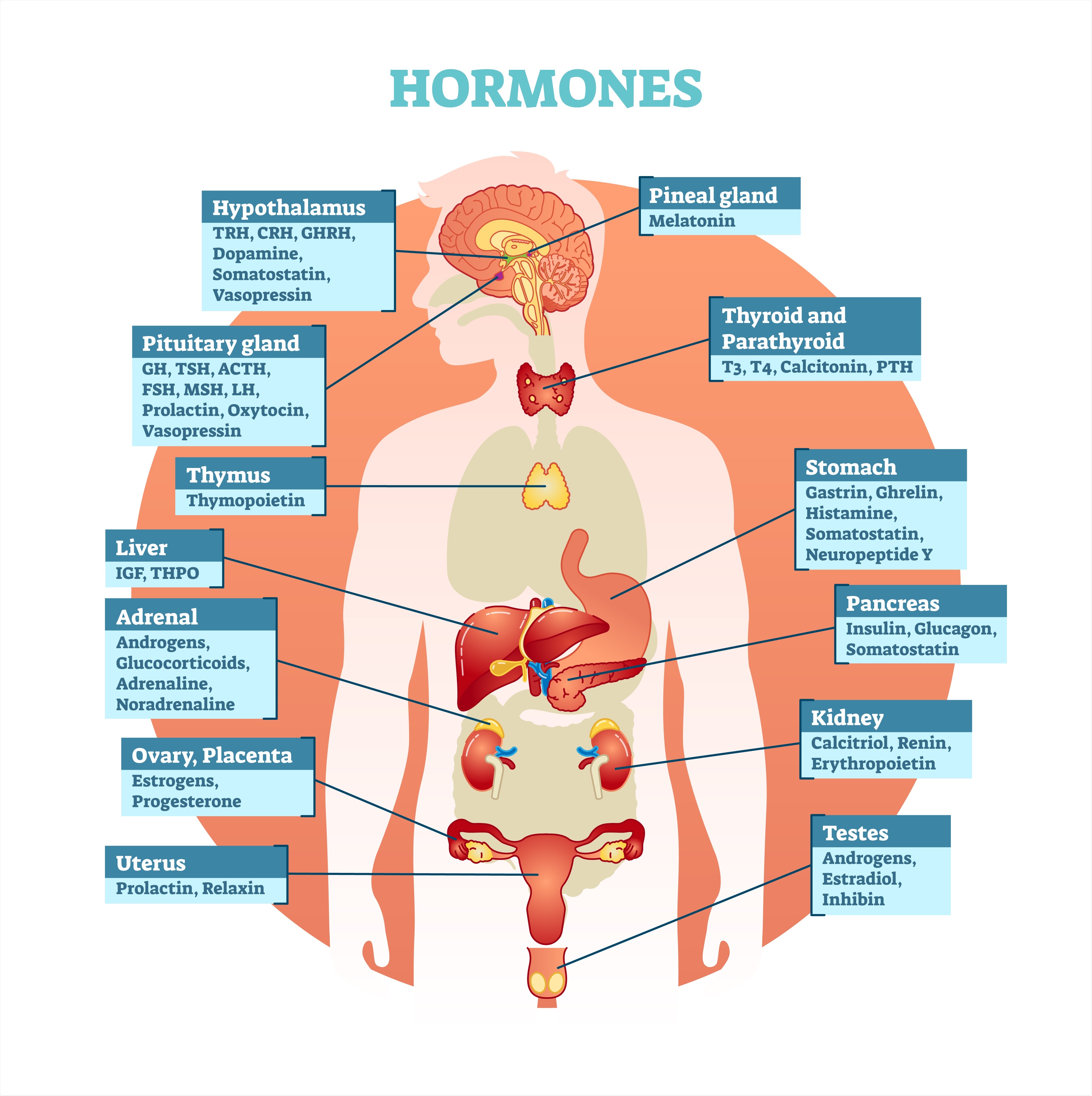 Hormonal System Hormonal System