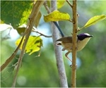 Wild purple-crowned fairy-wren may hold the key to better understanding immune function