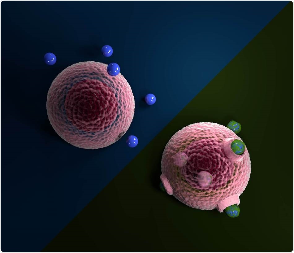 Study shows how microplastics are internalized into living cells