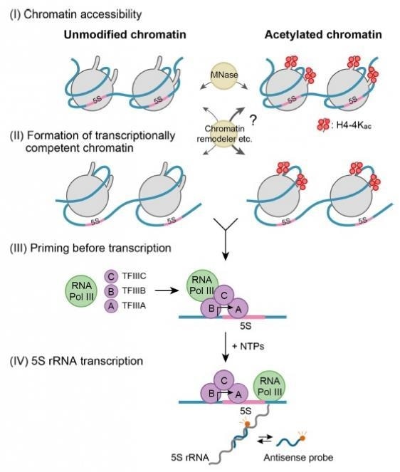 New model helps assess the effect of epigenetic changes on gene expression