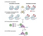 New model helps assess the effect of epigenetic changes on gene expression