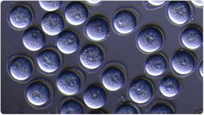 Researchers at Kyushu University in Japan directly converted mouse stem cells into the oocyte-like cells shown here using a set of just eight transcription factors. Researchers at Kyushu University in Japan directly converted mouse stem cells into the oocyte-like cells shown here using a set of just eight transcription factors.