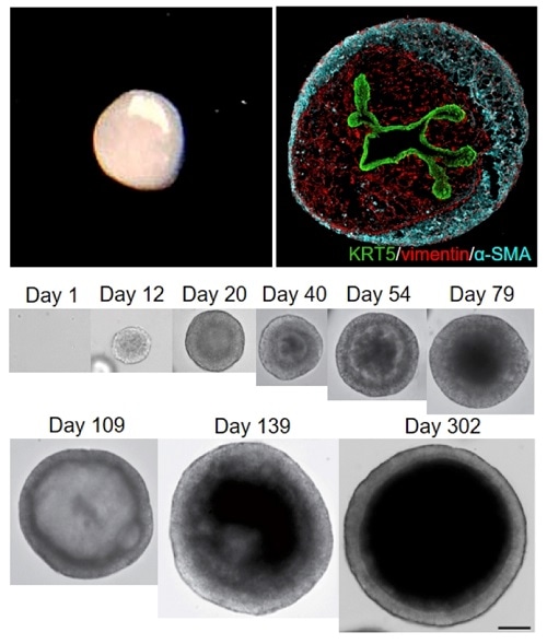 Researchers create3D miniature organs that precisely mimic human tissues