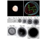 Researchers create 3D miniature organs that precisely mimic human tissues