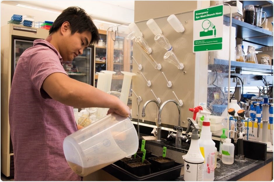 New method boosts the extraction of vegetable oil from plants