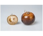 Genetically modified tomato can provide a new source of Parkinson’s disease drug