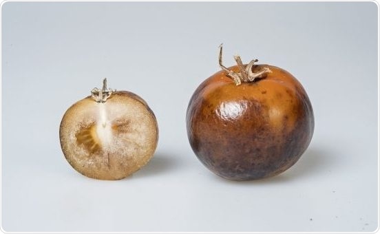 Genetically modified tomato can provide a new source of Parkinson’s disease drug