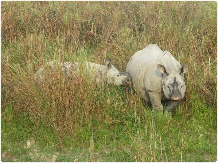 Researchers use unique DNA markers to tackle rhino poaching