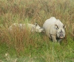 Researchers use unique DNA markers to tackle rhino poaching