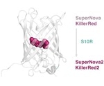 New version of phototoxic protein helps control intracellular processes