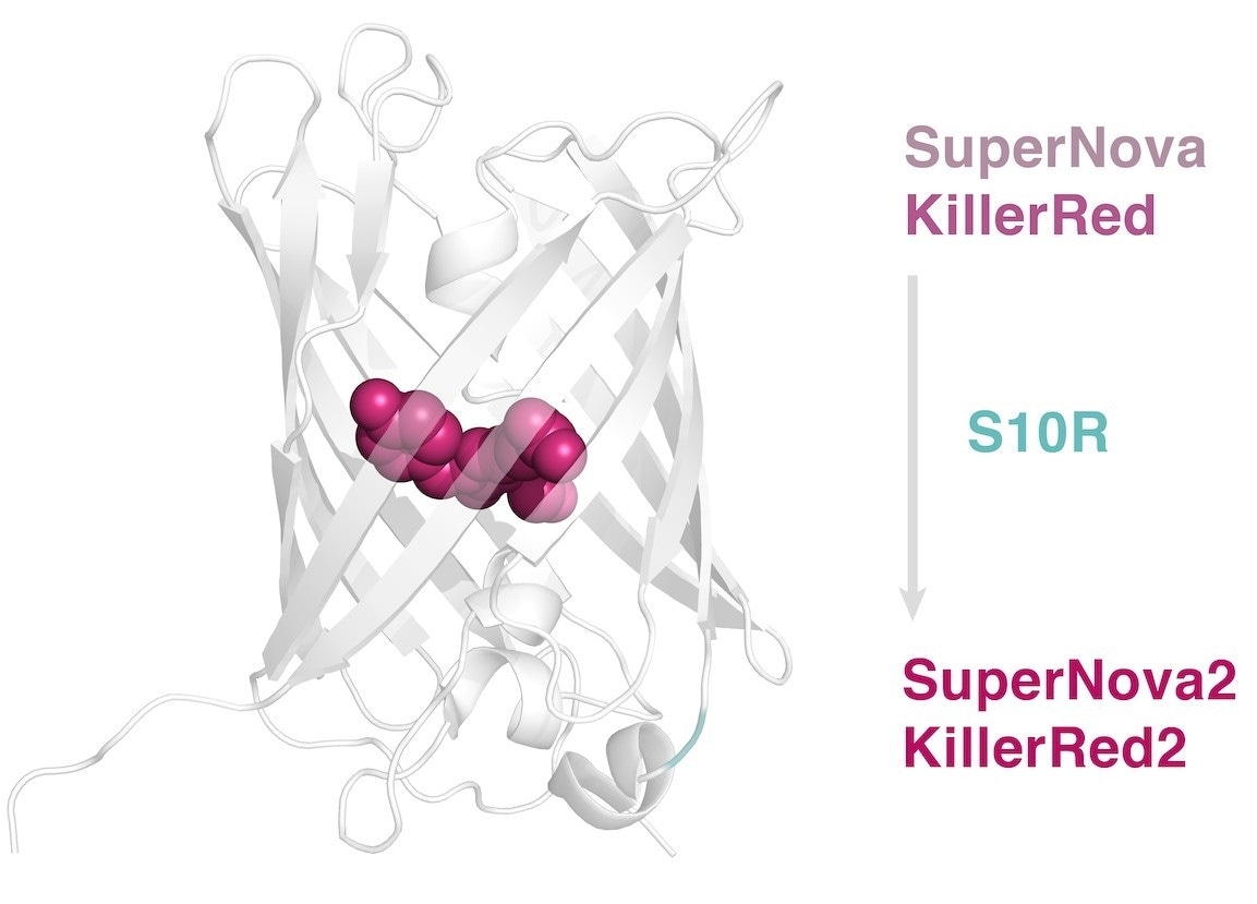 New version of phototoxic protein helps control intracellular processes