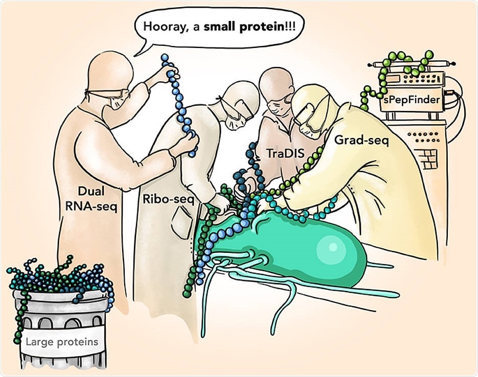 New study targets small proteins in Salmonella to combat the pathogen