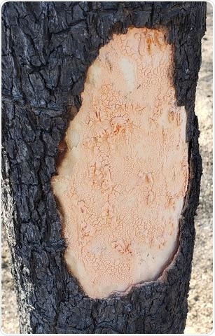 Study: Fungi have proteins that allow them to sense consumable things